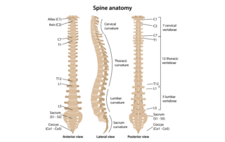parts of the spine
