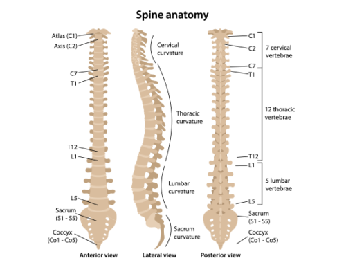 The Different Parts of the Spine